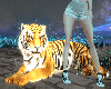Tiger Pet Anim
