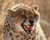 Cheetah Warning