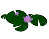 (LCA) Water Lily