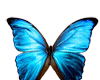 *PA* Butterfly