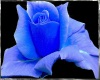 ~SE~Blue Rose