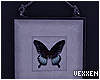 ✧Framed Butterfly IV