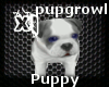 [Xi]Bull Dog Pup PET