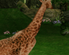!A giraffe without pose