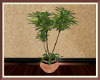 Sendona Plant