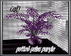 (al) potted palm purple