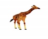 {LS} Baby Giraffe