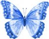*ENYO* mariposa azul