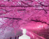 Trees blooming bg