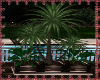 MANSION N THE HILL PLANT