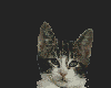 Kitten Morph