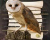 Coruja-OWl