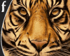 F*Tiger Custom Cutout