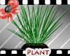 [R] contrast plant