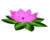 aryah'rose 'lotus'