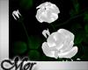 -Mor- White Roses (LG)