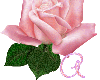 Pink Rose Alphabet - A