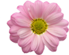 pink daisy