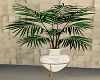 Legged palm garden plant