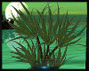 Ⓑ Smeraldo plant