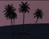 Night time Palm Trees