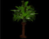 pillar/column palm plant