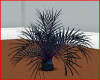 Dracenia Palm Blue