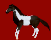 Paint Horse Ride Animate