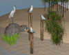 seagulls
