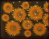 Photoroom Sunflower