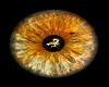 Gold Scorpion Eyes M