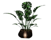 Leopard Potted Plant