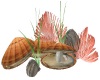 Sea Shell Decoration 
