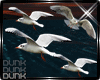lDl Lost Seagulls