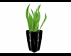 Aloe pot plant gothic