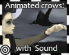 *m Murder of Crows