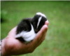 ~baby skunk ears~