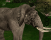 !A elephant without pose