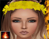 HF Talender Daff Crown 2