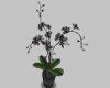 (S) Black Tropical Plant
