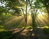 Trees at Sunrise Picture