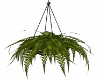 Dsignz-hanging fern