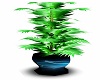 Cool Blue Plant 