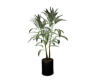 PLANT BLACK POT