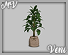 *MV* Plant