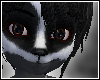 Badger Tail