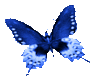 Cobalt butterfly