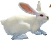 Skys Bunny Rabbit 