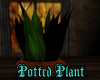 [BM] Potted Plant