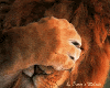 Peek-A-Boo Lion Animated
